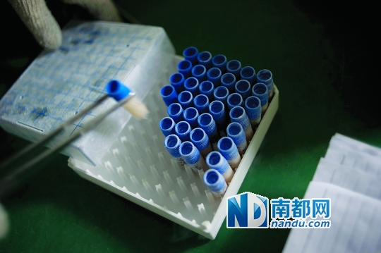 <p>    當(dāng)患者實施治療時，會提前14天通知實驗室，實驗員取出液氮罐里儲存的免疫細(xì)胞樣本進行培養(yǎng)。</p>